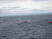 Whale Watching auf dem St.-Lorenz-Strom