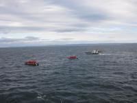 Whale Watching auf dem St.-Lorenz-Strom