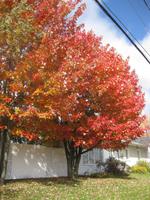 Ahornbaum an der Königsroute zwischen Quebec und Trois-Rivieres