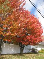 Ahornbaum an der Königsroute zwischen Quebec und Trois-Rivieres