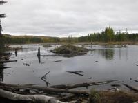 Bieberhaus im Reservat Taureau