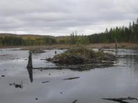 Bieberhaus im Reservat Taureau