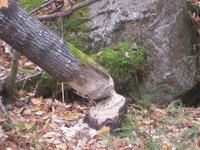 Baumfällarbeit des Biebers