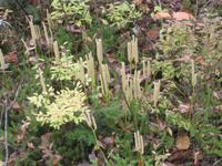 Moose im Reservat Taureau