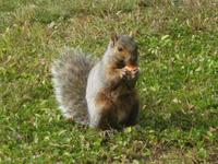 Montreal - Eichhörnchen im Park am Botanischen Garten