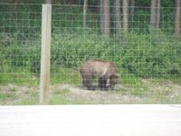 303 Grizzly
