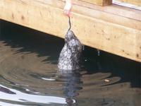 eine Robbe zu Gast am Fisherman´s Wharf