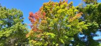 33 Indian Summer beginnt