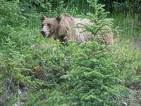 332 Grizzly