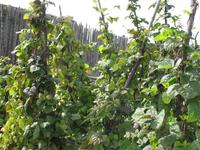 St. Marie Among The Hurons