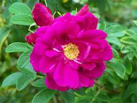 Ein bisschen Botanik muss auch sein