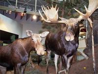 Besuch des Visitor Centers im Algonquin Nationalpark