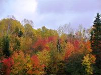 Ein Traum die Färbung