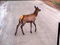Na wer läuft den hier auf der Straße?