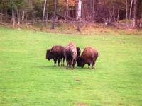 Wird hier eine Versammlung abgehalten?