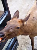 ... gibt es hier eine Möhre für mich?