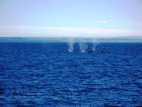 Jetzt gleich drei Wale...