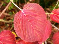 Das ist nur ein Blatt. So ist der ganze Wald!