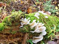 Was wächst denn hier?