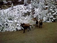 Dickhornschafe entlang des Icefield Parkways