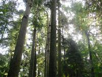 Im Mac Millan Provincial Park