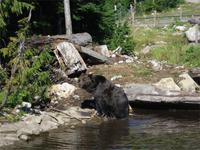 Auf dem Grouse Mountain