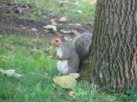 Das erste kanadische Tier