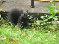 Ein schwarzes Eichhörnchen