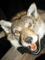 Sieht täuschend echt aus