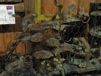 Alltag eines Eichhörnchens