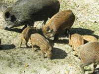 So eine Schweinerei!