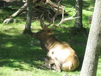 Ein müder Wapiti-Hirsch