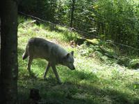 Der Wolf kommt näher ...