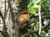 Eichhörnchen beim Mittagessen