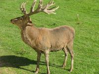 Neugieriger Wapiti-Hirsch