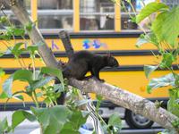 Schwarzes Eichhörnchen