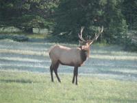 Ein wilder Wapiti-Hirsch
