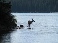 Rehe am See