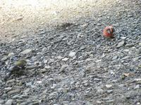 Bunte Vögel am Strand