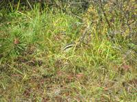 Streifenhörnchen - gut getarnt