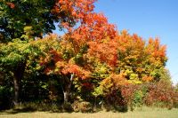35 Indian Summer