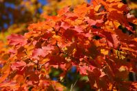 37 Indian Summer
