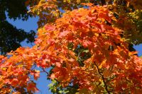 38 Indian Summer