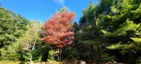38 Indian Summer