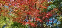 39 Indian Summer beginnt