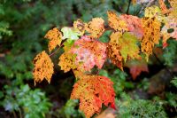 43 Indian Summer
