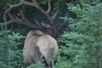 Wapitihirsch im Jasper Nationalpark