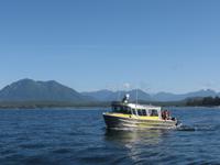 Tofino - Whale Watching