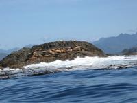 Tofino - Whale Watching - Seelöwen
