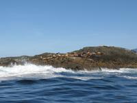 Tofino - Whale Watching